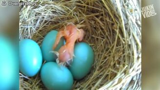 Рождение разных существ - смотреть видео (3:19)