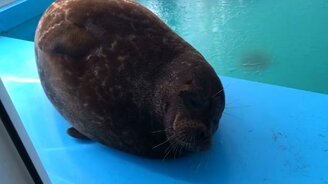 Нерпа нежится на солнышке - смотреть видео (1:06)