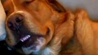 Пёс проснулся от своего храпа - смотреть видео (0:09)