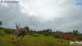 Леопард охотится - смотреть видео (2:05)