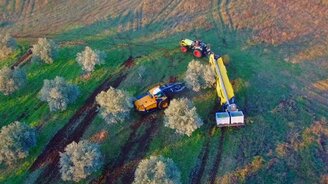 Сбор оливок в больших масштабах - смотреть видео (1:38)