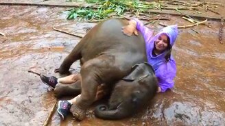 Повалялась в луже со слонёнком - смотреть видео (0:47)