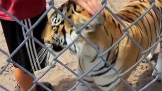 Когда тигр доволен - смотреть видео (1:20)