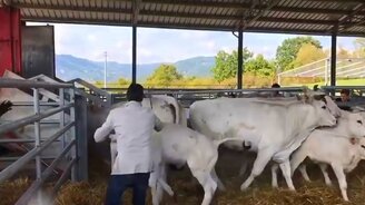 Телёнок защищает маму - смотреть видео (0:11)