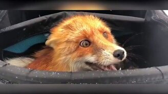 Застукал лису-воровку - смотреть видео (0:39)