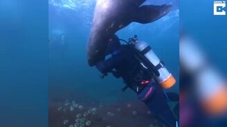 Дайвер против морского льва - смотреть видео (0:19)