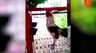 Кукарекает, будто смеётся - смотреть видео (0:40)