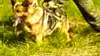 Берегись служебной собаки - смотреть видео (1:07)