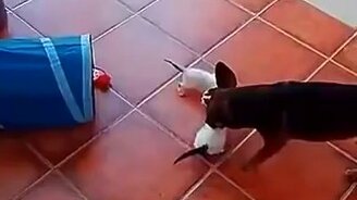 Собака-нянька - смотреть видео (0:20)