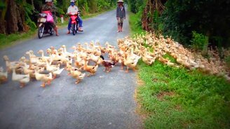 Огромная стая уток-пешеходов - смотреть видео (0:40)