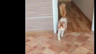 Кот без имени - смотреть видео (0:45)