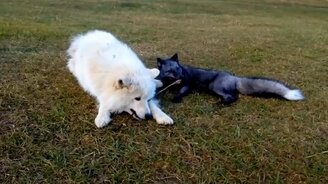 Забавны пса и лисопесца - смотреть видео (1:09)