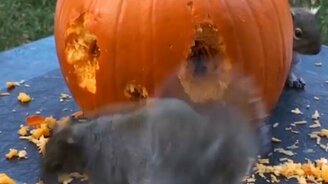 Тыквенная скульптура от белки - смотреть видео (1:46)