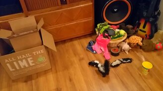 Скунс и заводная игрушка - смотреть видео (0:55)