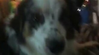 Собака отвечает взаимностью - смотреть видео (0:05)