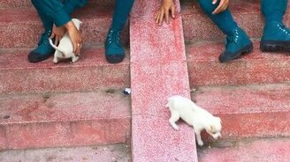 Покатали щенят с горки - смотреть видео (0:47)