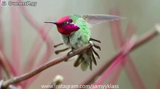 Пачка приколов и курьёзов - смотреть видео (6:20)