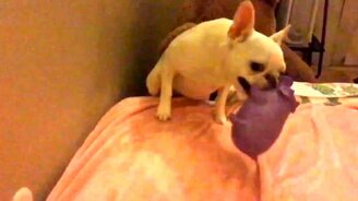 Миссия - апорт! - смотреть видео (0:34)