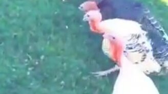 Поговорим с индюшками - смотреть видео (0:10)