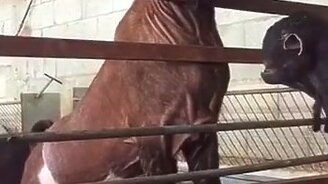 Страшноватый козёл - смотреть видео (0:30)