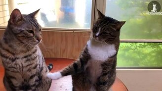 Кот сдал приятеля - смотреть видео (0:43)