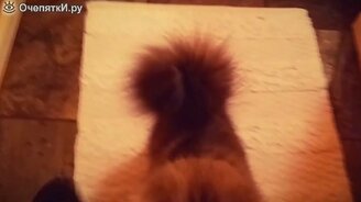 И так каждое утро... - смотреть видео (0:16)