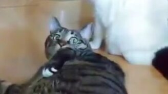 Коты, давайте жить дружно! - смотреть видео (1:00)