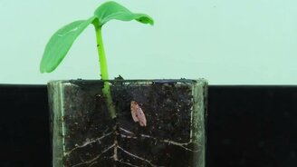 Как семя превращается в росток - смотреть видео (0:16)