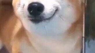 Вечно улыбающаяся псинка - смотреть видео (0:29)