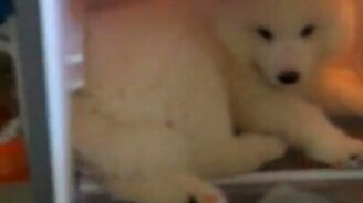 Пёсик уснул в холодильнике - смотреть видео (2:48)