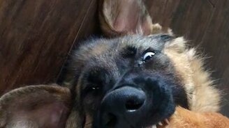 Щенок с лапой во рту - смотреть видео (0:24)