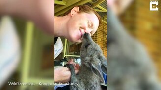 Любвеобильный кенгурёнок - смотреть видео (0:15)