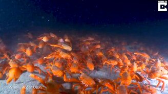 Множество мигрирующих крабов - смотреть видео (1:27)