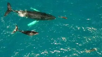 Киты и дельфины в солнечный день - смотреть видео (1:00)