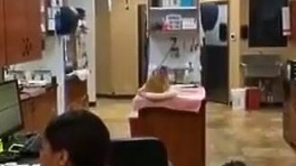 Мягкая посадка кота - смотреть видео (0:20)