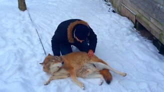 Медовый волк - смотреть видео (1:09)