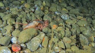 Какой компактный осьминог! - смотреть видео (1:03)