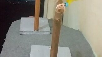 Синхронные попугаи - смотреть видео (0:13)