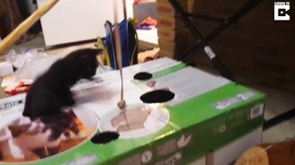 Как выманить кота из коробки - смотреть видео (0:35)