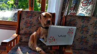 Один пёс работает, другой спит - смотреть видео (0:47)