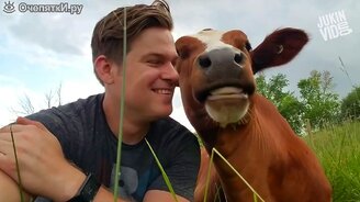 Смешные мгновенья с коровами - смотреть видео (3:20)