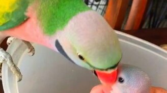 Попугай разговаривает с птенцами - смотреть видео (0:58)