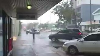 Свалило дерево порывом ветра - смотреть видео (0:55)