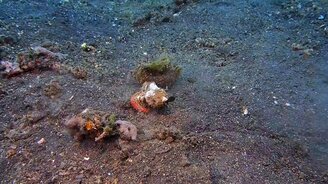 Ловля добычи рыбой-скорпионом - смотреть видео (0:41)