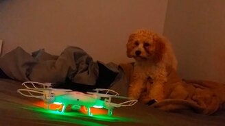 Щенок знакомиться с дроном - смотреть видео (2:09)