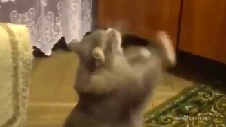 Кот танцует перед хозяйкой - смотреть видео (0:32)
