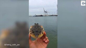 Как выживает иглобрюх - смотреть видео (0:14)