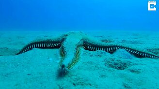 Морская звезда прогуливается по дну - смотреть видео (1:15)