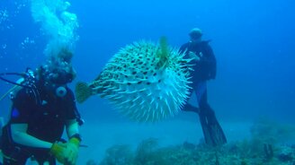 Водолазы встретили рыбу-ежа - смотреть видео (0:43)