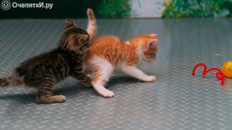 Котята в замедленной съёмке - смотреть видео (3:15)